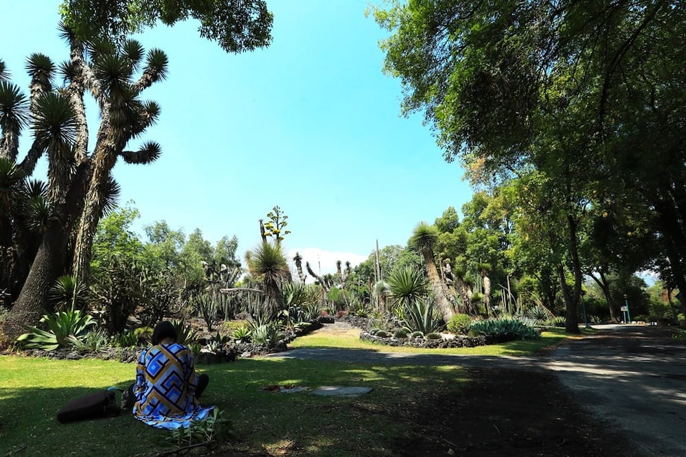 El Jardín Botánico de la UNAM es considerado el segundo más antiguo de México. (Foto: Adriana Hernández. El Universal)  