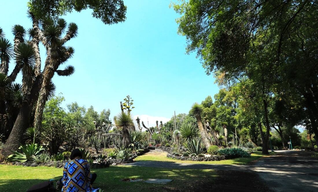 El Jardín Botánico de la UNAM es considerado el segundo más antiguo de México. (Foto: Adriana Hernández. El Universal)
