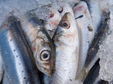 El tipo de pescado que prolonga la esperanza de vida, según estudio científico