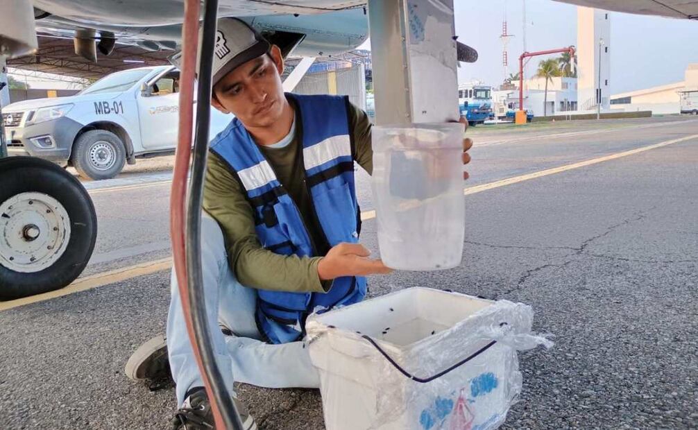 Senasica instala nuevo centro de dispersión de pupas de gusano barrenador en Tampico, Tamaulipas. Foto: Especial