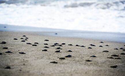 Profepa destaca protección a más de 2.5 millones de tortugas marinas
