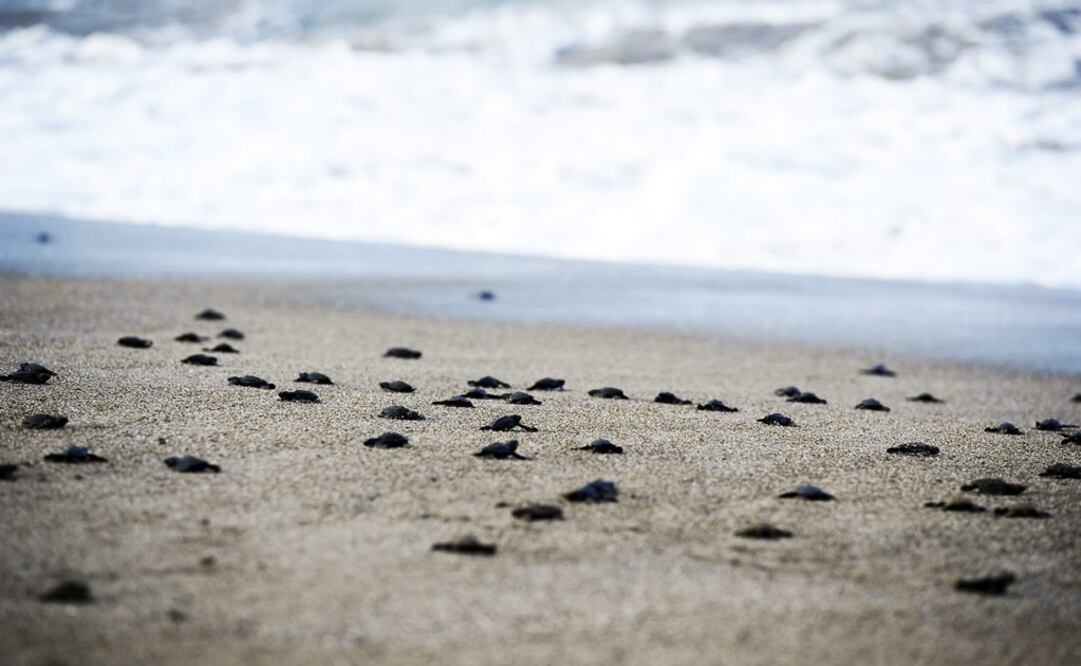 Foto: Archivo / Notimex