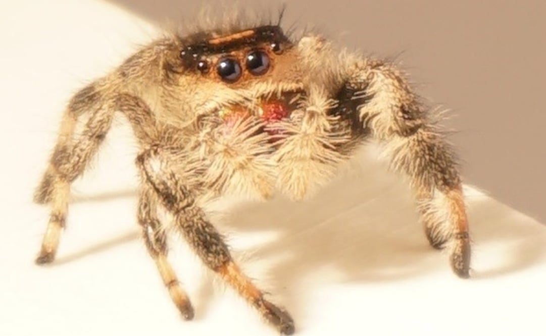 Los investigadores entrenaron a la araña, a la que apodaron Kim, para saltar diferentes alturas y distancias. (FOTO: Universidad de Manchester)