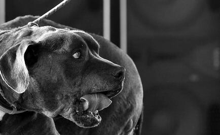 Perro de la raza Pitbull mata a niño de un año en la colonia Mixcoac, en Iztapalapa