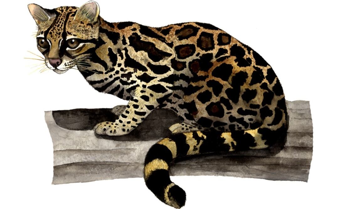 Leopardus wiedii (tigrillo). Foto: Roberto Arreola/ Conabio