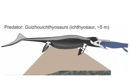Última comida de un ictiosaurio, primera prueba de megadepredación