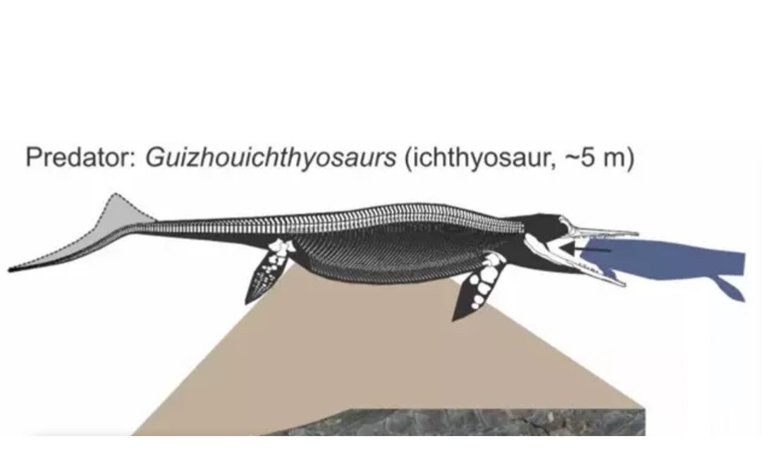 El estómago de este ictiosaurio fósil de 240 millones de años contiene la sección media de otro reptil marino que en vida habría sido solo un poco más pequeño. Foto: Da- Yong Jiang, ET AL, ISCIENCE vía Europa Press