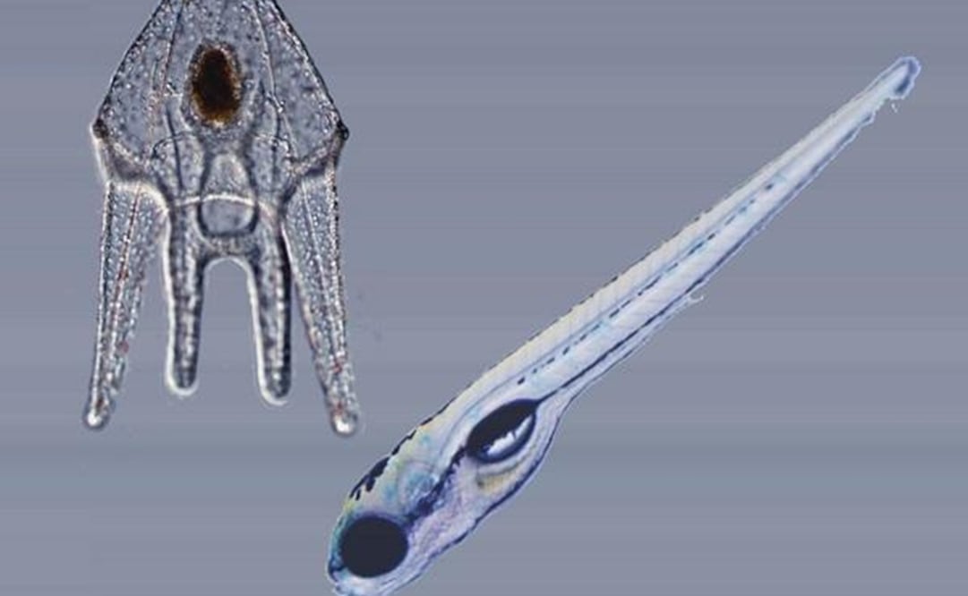 Una mutación genética que ocurrió hace más de 700 millones de años puede haber contribuido al desarrollo de ciertos órganos en seres humanos y otros vertebrados. (FOTO: Especial)