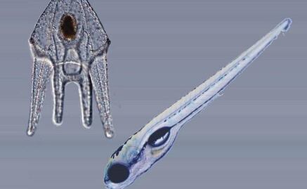 Una mutación genética podría explicar el origen de algunos órganos humanos