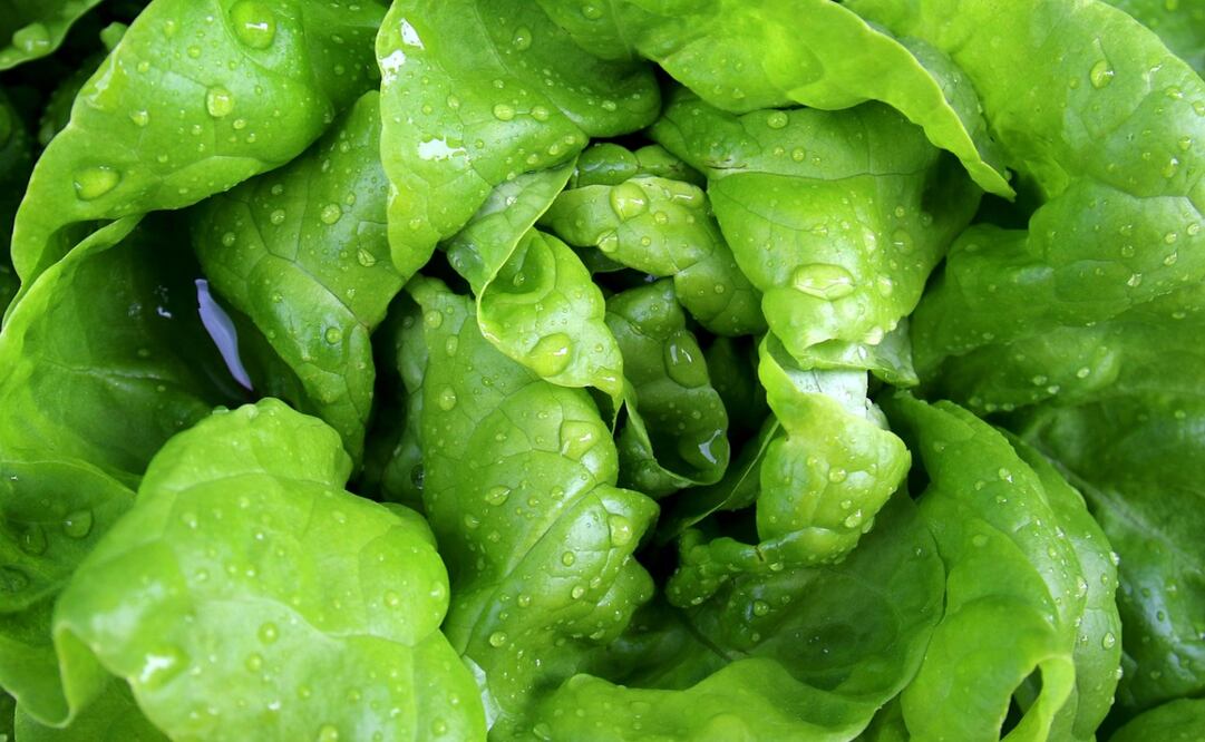 Descubre qué personas deben limitar el consumo de lechuga. Foto: Pixabay