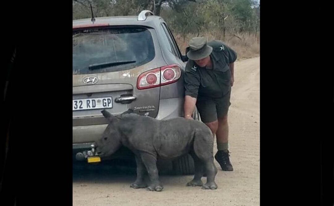 La cría fue trasladada a una reserva especial en la provincia sudafricana (Foto: Facebook)