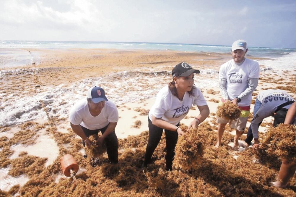 La edil Mara Lezama dijo que en siete meses se han recolectado 3 mil metros cúbicos del alga en 12 playas. Foto: CORTESÍA: AYUNTAMIENTO BENITO JUÁREZ