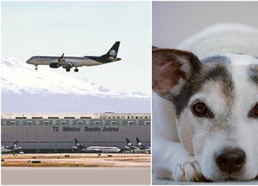 Aeropuerto capitalino suspendió operaciones casi una hora por ¡un perro en la pista!