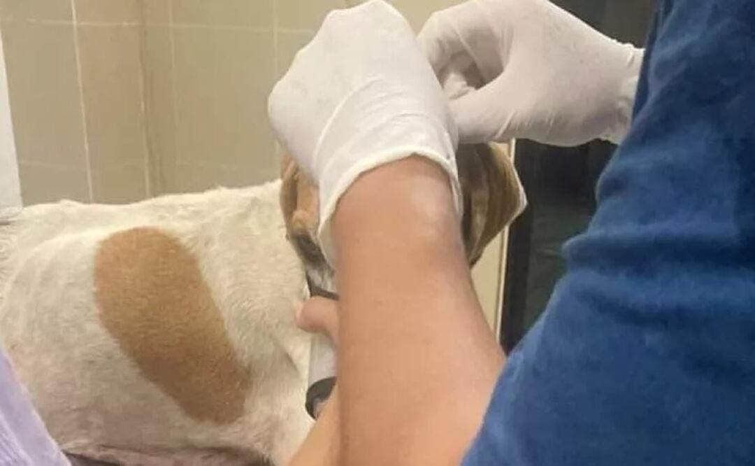 Perrita herida con machete en Mocochá, Yucatán causa indignación; ayuntamiento niega ayuda. Foto: Especial