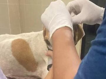 Perrita herida con machete en Mocochá, Yucatán causa indignación; ayuntamiento niega ayuda