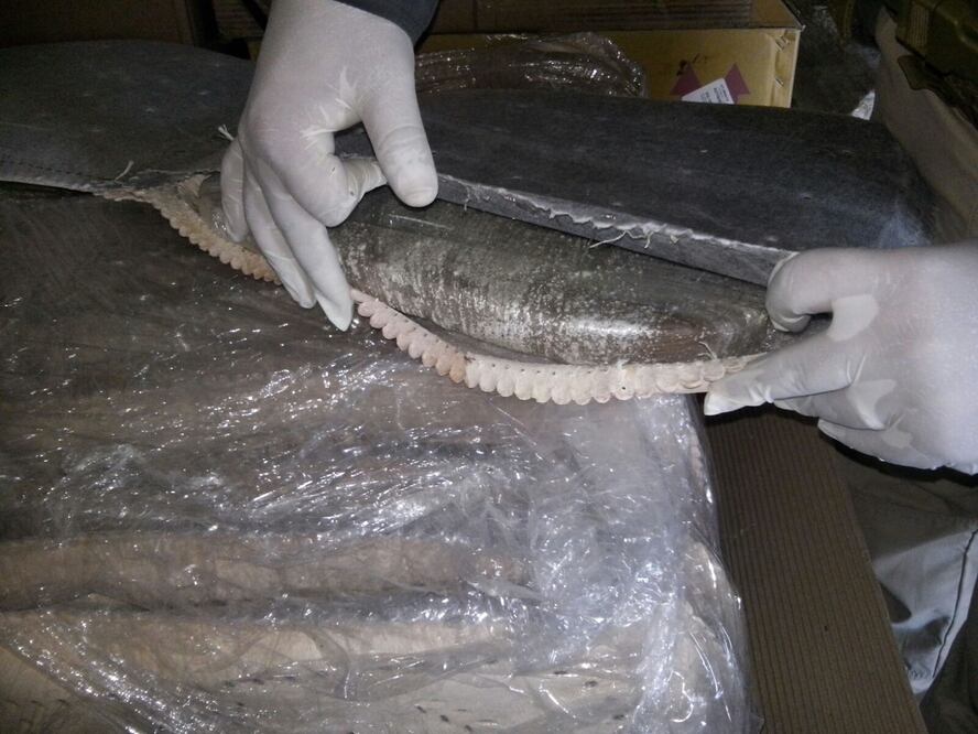 Elementos de la Fiscalía General del Estado (FGE) detectaron un cargamento de 120 kilogramos de marihuana en una empresa de mensajería. (Foto Cortesía: Cuauhtémoc Moreno)