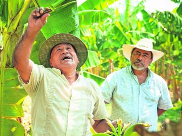 Corporativos apuestan por los pequeños productores