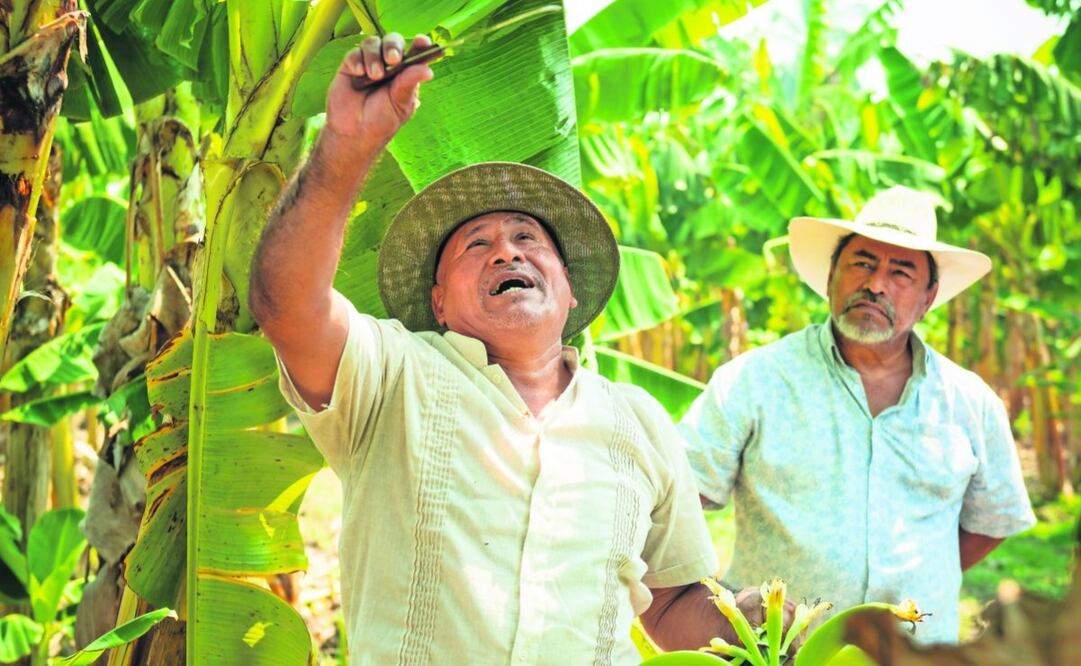 Al negociar con productores, los
corporativos eliminan intermediarios. Foto: Especial