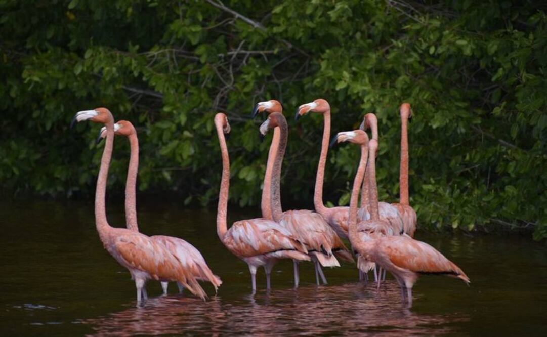 Pink flamingos in the waters of the Celestun biosphere park near Yucatan - Photo: AP 