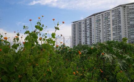 Revive naturaleza en Malecón Tajamar tras devastación