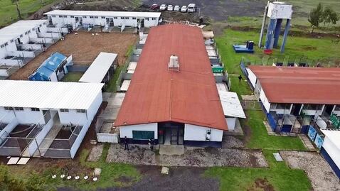 Así será el proyecto "Ciudad de los Perros y de los Gatos" para la recuperación física y mental de las mascotas