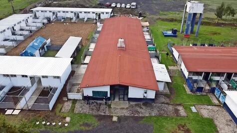 Así será el proyecto "Ciudad de los Perros y de los Gatos" para la recuperación física y mental de las mascotas