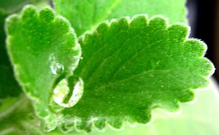 Esta planta te ayudará a descongestionar vías respiratorias