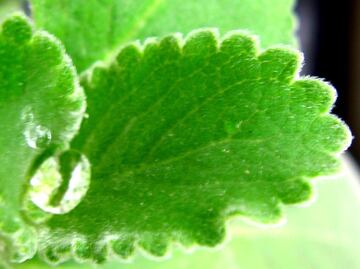 Esta planta te ayudará a descongestionar vías respiratorias