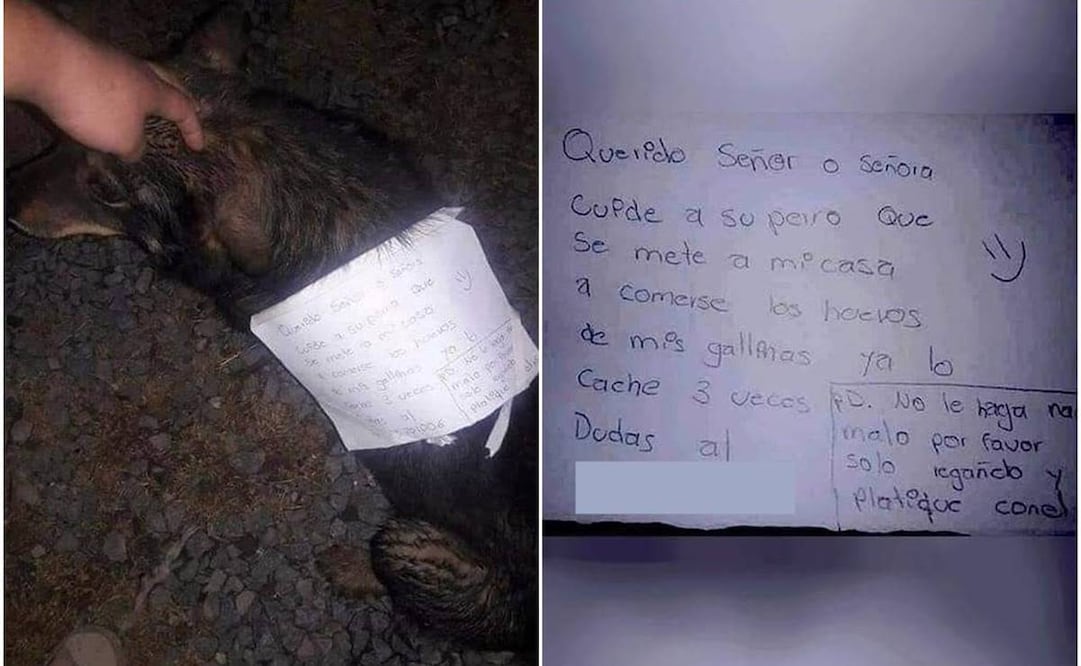 Perrito ladrón. Foto: Tomada de Facebook @Huellitas Durango A.C