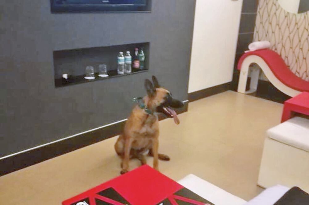 Brigadistas y sus perros ocuparon siete habitaciones dobles con jacuzzi ; el motel también les ofreció alimentos de cortesía (CORTESÍA)