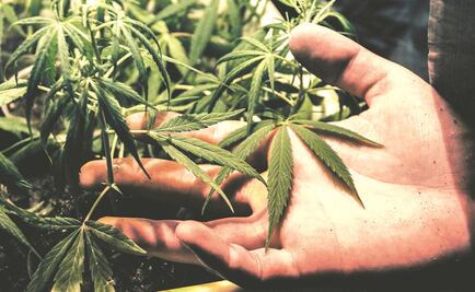 Legalización de cannabis recreativa impulsó consumo en EU, señala informa de la ONU