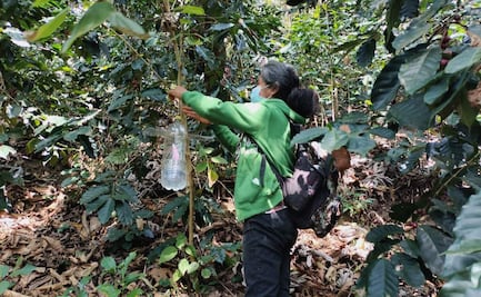 Gusano barrenador afecta 500 hectáreas de cultivo de café en Oaxaca; se desconocen las perdidas que puede generar