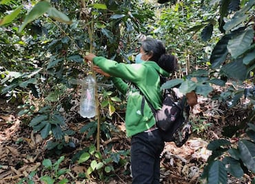 Gusano barrenador afecta 500 hectáreas de cultivo de café en Oaxaca; se desconocen las perdidas que puede generar