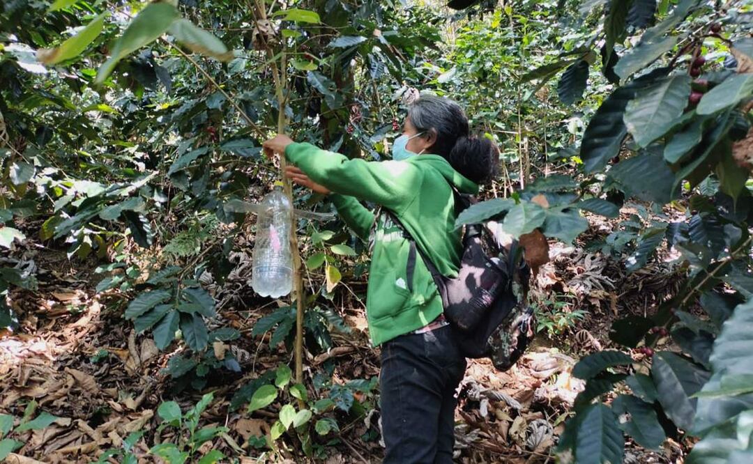 Autoridades afirman que ya se están atendiendo a los productores afectados con esta plaga del gusano barrenador en los cultivo de café en Oaxaca (21/02/2025). Foto: Juana García / EL UNIVERSAL