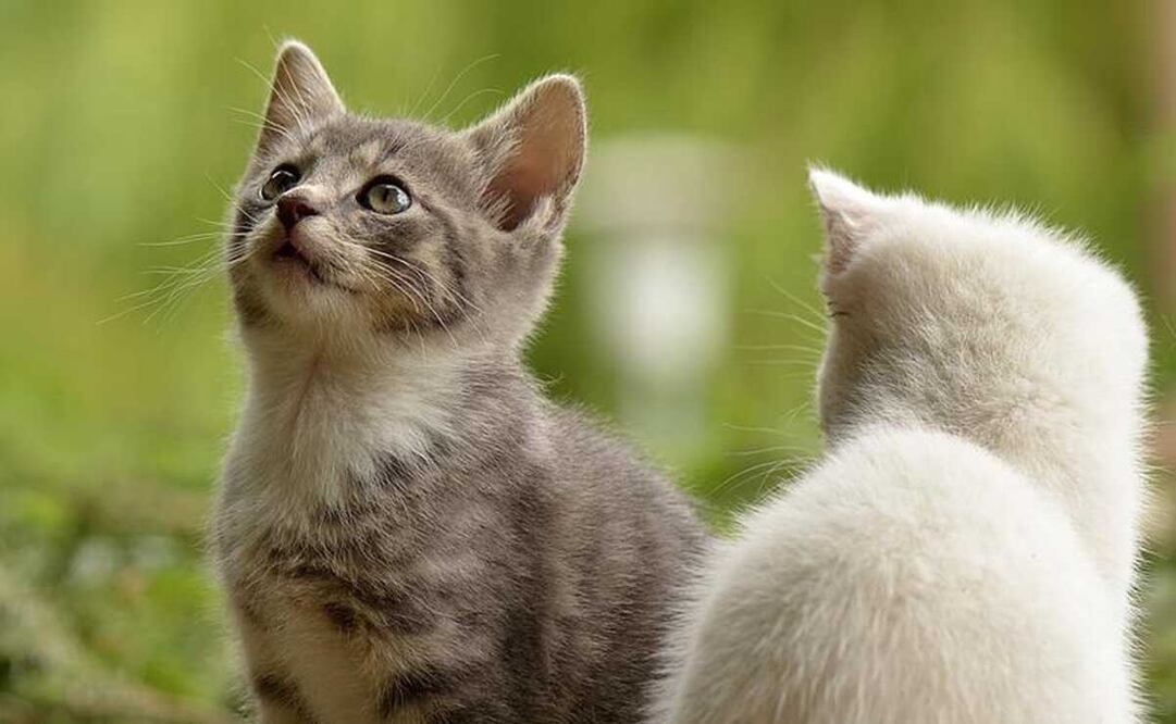 Adulto mayor quema manada de gatitos porque "se comían los cables de su vehículo" en Cuernavaca. Foto: Pixabay 