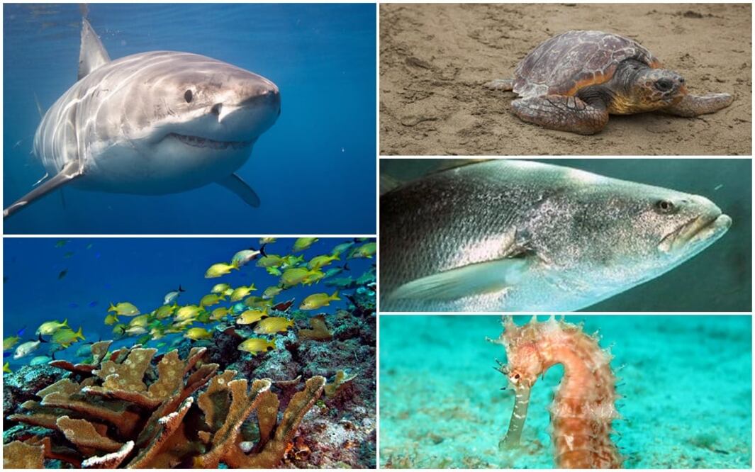El tráfico ilegal acaba con la biodiversidad de nuestro mares/ Foto: Archivo