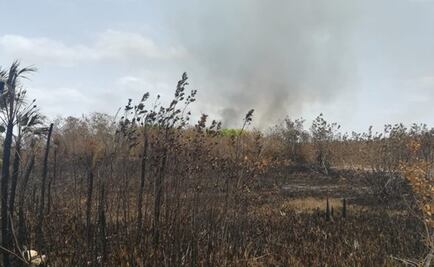 Incendio destruye 200 hectáreas de vegetación en Campeche
