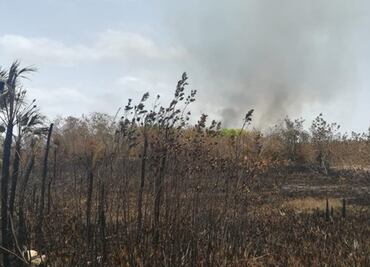 Incendio destruye 200 hectáreas de vegetación en Campeche