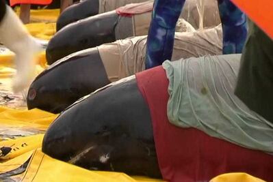 Mueren 28 ballenas que quedaron varadas en playa de Australia