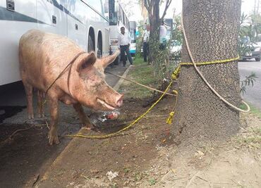 Matan a reses y cerdos como protesta frente a Sagarpa-Tamaulipas
