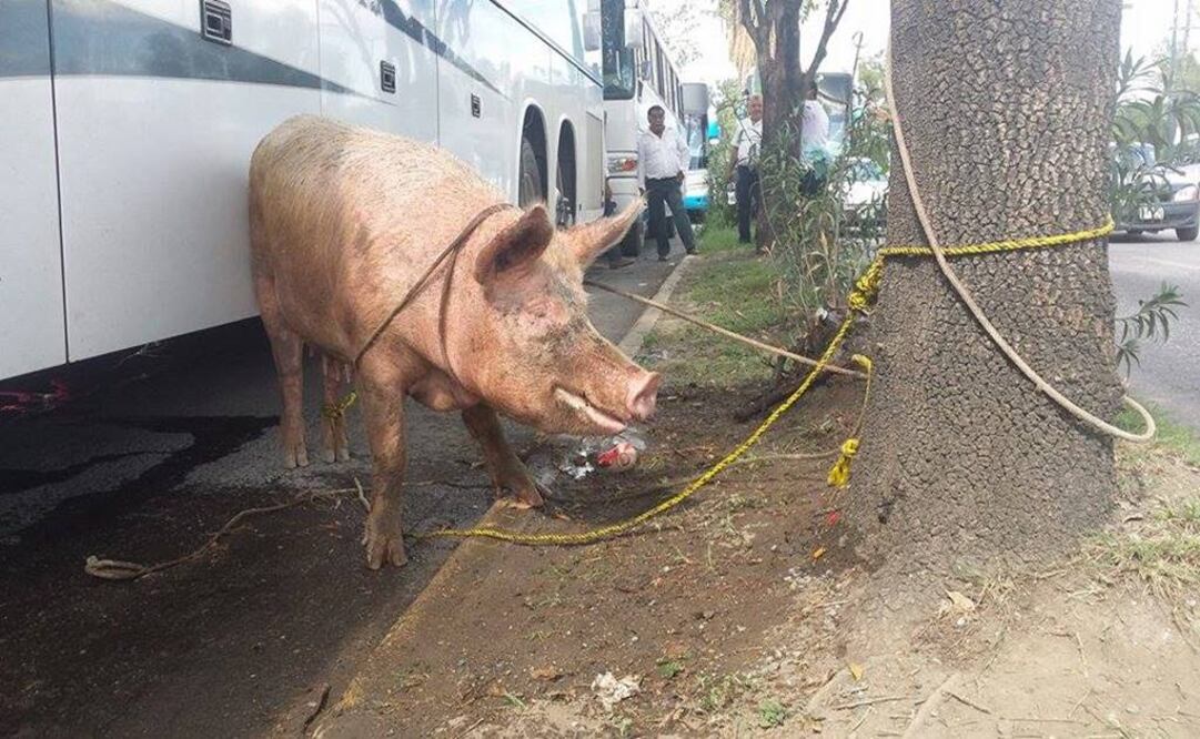 Dos reses y varios cerdos fueron sacrificacos a manera de protesta. (Foto: Especial)