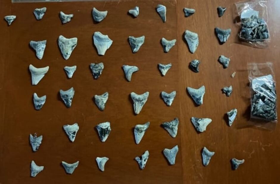 Habitante de Quintana Roo entrega al INAH 211 dientes de un tiburón prehistórico