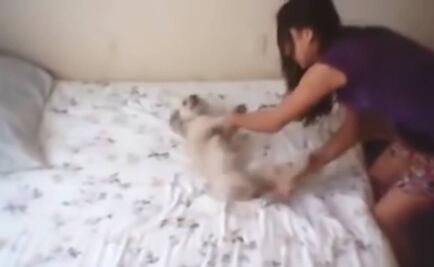 Condenan en Cancún ataque de joven contra perro