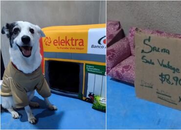 TikTok: Refugio crea camitas para perros con forma de Elektra, tienda de Salinas Pliego