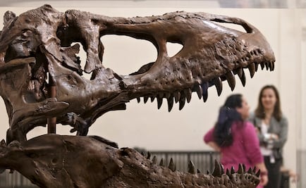 Los primeros parientes de los dinosaurios eran cuadrúpedos