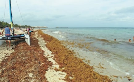 “Estamos en la antesala de la muerte masiva de fauna marina por sargazo”: experto