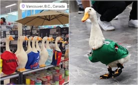 Fiebre por Merlín llega a Canadá; tienda vende figuras de patos con playeras de equipos del Mundial