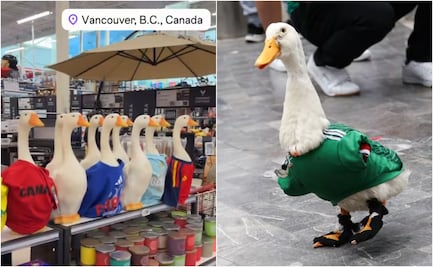 Fiebre por Merlín llega a Canadá; tienda vende figuras de patos con playeras de equipos del Mundial