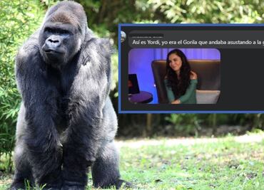 Del susto al meme: la reacción en redes por gorila suelto en Villa Tezontepec, Hidalgo