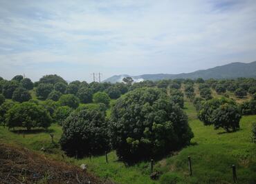 Preocupa a productores de Oaxaca aranceles tras renegociación del TLC